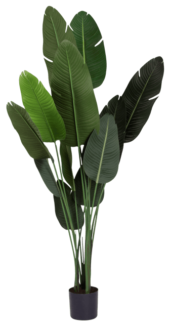 Banantre innendørs 208cm 2