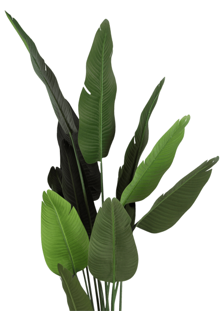 Banantre innendørs 208cm 3
