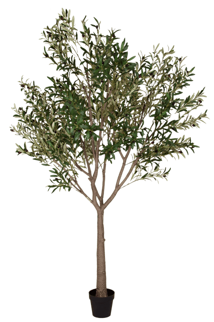 Oliventre innendørs 210cm 2