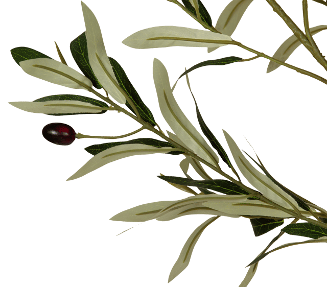 Oliventre innendørs 210cm 4
