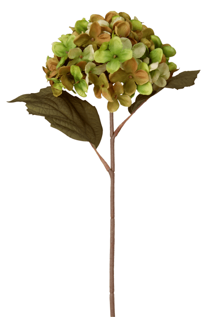 Hortensia grønn/brun 43cm 4