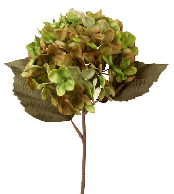 Hortensia grønn/brun 43cm 2