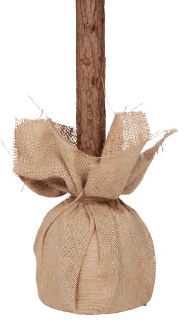 Evergreen tre 120cm, bilde 5 av 6