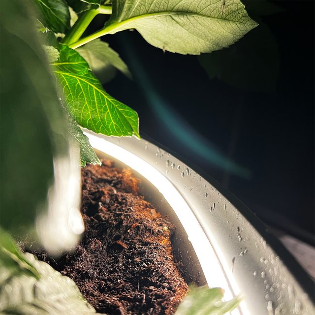 Strip LED utelampe IP65 2,5m klar, bilde 6 av 8